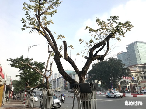 Bất thường nhiều cây sưa đỏ nằm cạnh nhau chết khô - Ảnh 4. Bất thường nhiều cây sưa đỏ nằm cạnh nhau chết khô - Ảnh 4.
