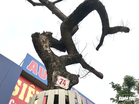 Bất thường nhiều cây sưa đỏ nằm cạnh nhau chết khô - Ảnh 6. Bất thường nhiều cây sưa đỏ nằm cạnh nhau chết khô - Ảnh 6.
