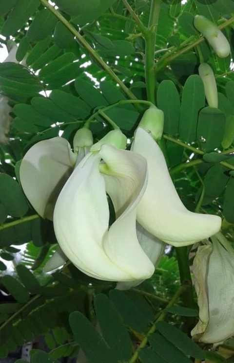 Có đặc sản nào ngon bằng món Trăng sáng trên sông? - Ảnh 2. Có đặc sản nào ngon bằng món Trăng sáng trên sông? - Ảnh 2.