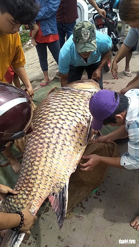 Cá hô trên trăm ký được bán chớp nhoáng tại An Giang - Ảnh 1. Cá hô trên trăm ký được bán chớp nhoáng tại An Giang - Ảnh 1.