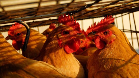 Trung Quốc xác nhận cúm gia cầm H5N6 đầu tiên ở Tứ Xuyên - Ảnh 1. Trung Quốc xác nhận cúm gia cầm H5N6 đầu tiên ở Tứ Xuyên - Ảnh 1.