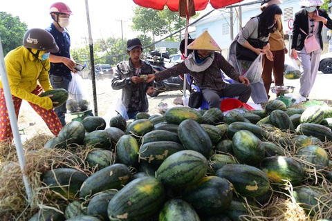 Lượng thanh long, dưa hấu bán tại các siêu thị tăng 3-10 lần - Ảnh 1. Lượng thanh long, dưa hấu bán tại các siêu thị tăng 3-10 lần - Ảnh 1.
