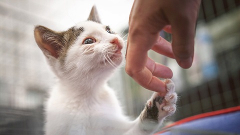 Động vật thí nghiệm được ‘nghỉ hưu’ khi xong nhiệm vụ - Ảnh 1. Động vật thí nghiệm được ‘nghỉ hưu’ khi xong nhiệm vụ - Ảnh 1.