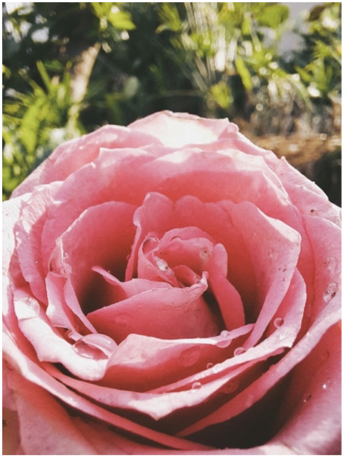 Chọn quà Valentine, sao có thể bỏ lỡ camera macro chụp cận cảnh - Ảnh 1. Chọn quà Valentine, sao có thể bỏ lỡ camera macro chụp cận cảnh - Ảnh 1.