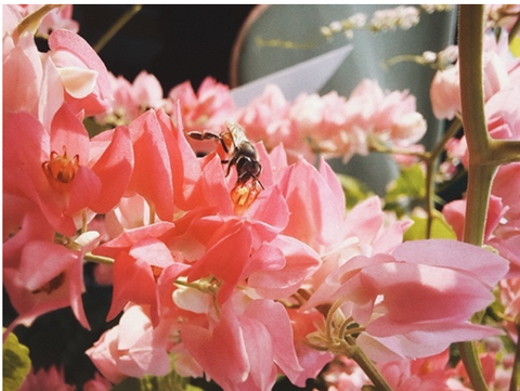 Chọn quà Valentine, sao có thể bỏ lỡ camera macro chụp cận cảnh - Ảnh 6. Chọn quà Valentine, sao có thể bỏ lỡ camera macro chụp cận cảnh - Ảnh 6.