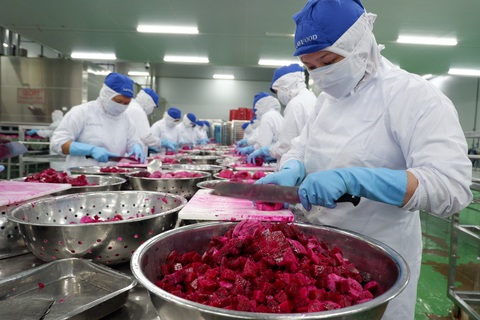 Giá giải cứu thanh long của siêu thị: 7.000 đồng/kg, nông dân được 1.000 đồng - Ảnh 1. Giá giải cứu thanh long của siêu thị: 7.000 đồng/kg, nông dân được 1.000 đồng - Ảnh 1.