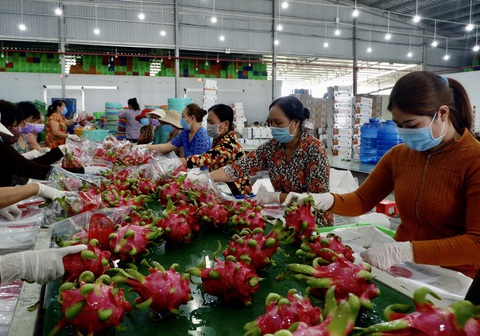 Chuyện lạ: không có nông sản để giải cứu! - Ảnh 2. Chuyện lạ: không có nông sản để giải cứu! - Ảnh 2.