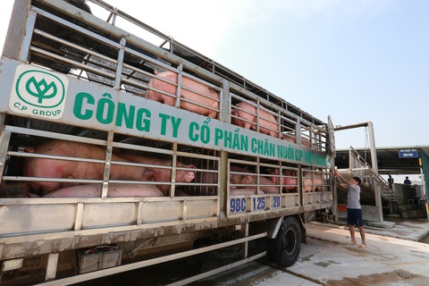 Doanh nghiệp lớn hạ giá heo xuống dưới 75.000 đồng/kg - Ảnh 1. Doanh nghiệp lớn hạ giá heo xuống dưới 75.000 đồng/kg - Ảnh 1.