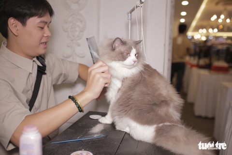 Cuộc thi sắc đẹp của những bé mèo đẹp nhất - Ảnh 9. Cuộc thi sắc đẹp của những bé mèo đẹp nhất - Ảnh 9.