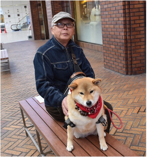 Chó Rin - giống Shiba Inu - kiên nhẫn ngồi chờ chủ ‘đốn tim’ khách qua đường - Ảnh 1. Chó Rin - giống Shiba Inu - kiên nhẫn ngồi chờ chủ ‘đốn tim’ khách qua đường - Ảnh 1.