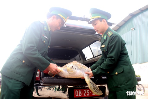 Chủ nhà hàng hải sản mua rùa quý nặng 30kg đem thả về biển - Ảnh 4. Chủ nhà hàng hải sản mua rùa quý nặng 30kg đem thả về biển - Ảnh 4.