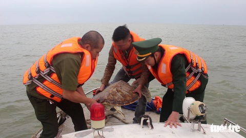 Chủ nhà hàng hải sản mua rùa quý nặng 30kg đem thả về biển - Ảnh 6. Chủ nhà hàng hải sản mua rùa quý nặng 30kg đem thả về biển - Ảnh 6.