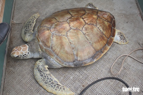 Chủ nhà hàng hải sản mua rùa quý nặng 30kg đem thả về biển - Ảnh 2. Chủ nhà hàng hải sản mua rùa quý nặng 30kg đem thả về biển - Ảnh 2.