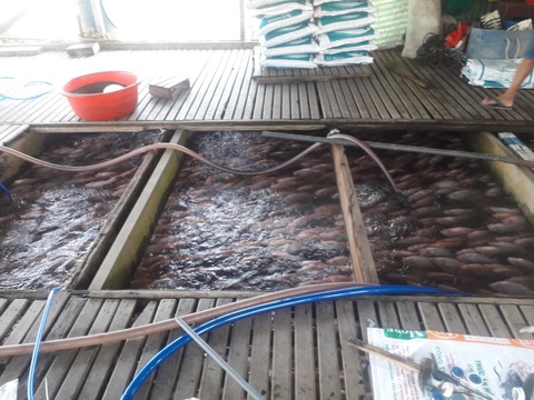 Hàng chục tấn cá bè trên sông Cái Vừng tiếp tục chết do thiếu oxy - Ảnh 2. Hàng chục tấn cá bè trên sông Cái Vừng tiếp tục chết do thiếu oxy - Ảnh 2.