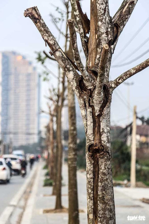 Hàng trăm cây sấu chết khô thảm thương trên đường mới mở ở Hà Nội - Ảnh 4. Hàng trăm cây sấu chết khô thảm thương trên đường mới mở ở Hà Nội - Ảnh 4.