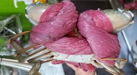 Xài 1,5kg dây bự chảng để trói… 6 con cua bé bé - Ảnh 1. Xài 1,5kg dây bự chảng để trói… 6 con cua bé bé - Ảnh 1.