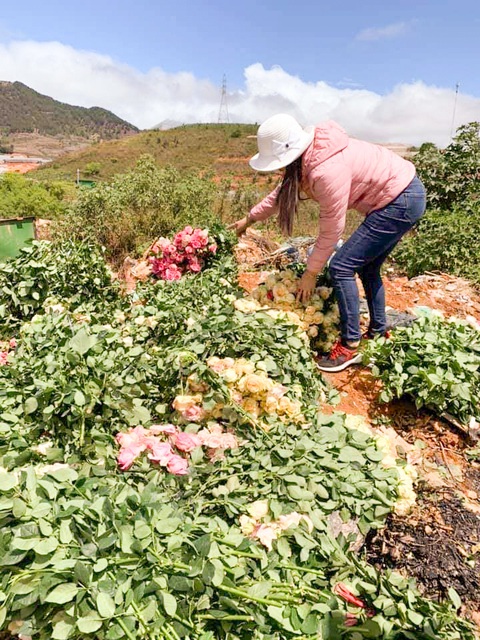 Vùng hoa hồng Đà Lạt thấp thỏm chờ lễ 8-3 - Ảnh 2. Vùng hoa hồng Đà Lạt thấp thỏm chờ lễ 8-3 - Ảnh 2.
