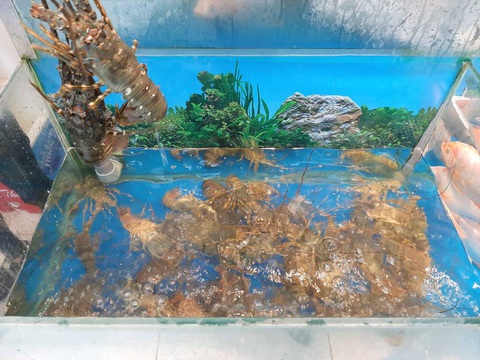 Giải cứu tôm hùm: Người mua tôm hùm xanh coi chừng bị cắt cổ - Ảnh 3. Giải cứu tôm hùm: Người mua tôm hùm xanh coi chừng bị cắt cổ - Ảnh 3.