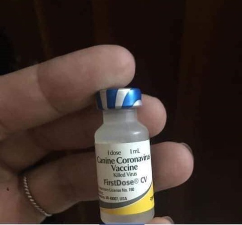 Văcxin phòng 7 bệnh cho chó được rao bán để diệt virus corona? - Ảnh 1. Văcxin phòng 7 bệnh cho chó được rao bán để diệt virus corona? - Ảnh 1.