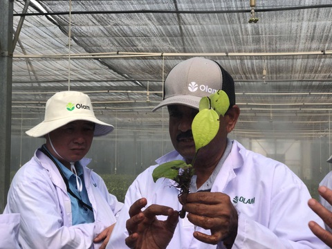 Olam - chuyên gia về các loại hạt - Ảnh 1. Olam - chuyên gia về các loại hạt - Ảnh 1.