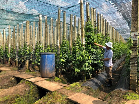 Olam - chuyên gia về các loại hạt - Ảnh 2. Olam - chuyên gia về các loại hạt - Ảnh 2.