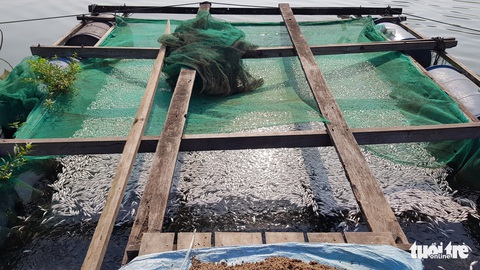 Hàng chục tấn cá nuôi trên sông Cái Vừng lại chết vì thiếu oxy - Ảnh 2. Hàng chục tấn cá nuôi trên sông Cái Vừng lại chết vì thiếu oxy - Ảnh 2.