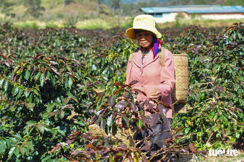 Sương muối tàn phá nông sản Lâm Đồng - Ảnh 3. Sương muối tàn phá nông sản Lâm Đồng - Ảnh 3.