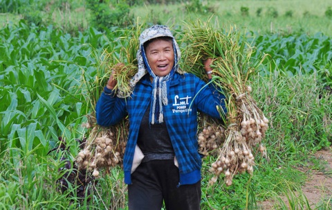 Tin giả: Lây trên mạng từ tỏi Lý Sơn, máy bay rơi đến hỗn loạn corona - Ảnh 1. Tin giả: Lây trên mạng từ tỏi Lý Sơn, máy bay rơi đến hỗn loạn corona - Ảnh 1.
