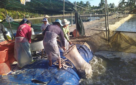 Nông dân miền Tây không ngồi bó tay, trồng cây thích nghi hạn, mặn - Ảnh 2. Nông dân miền Tây không ngồi bó tay, trồng cây thích nghi hạn, mặn - Ảnh 2.