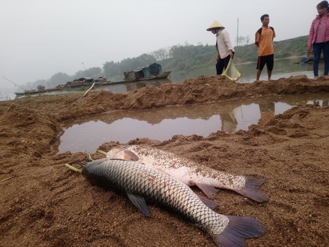 Cá chết hàng loạt trên sông Chu - Ảnh 4. Cá chết hàng loạt trên sông Chu - Ảnh 4.