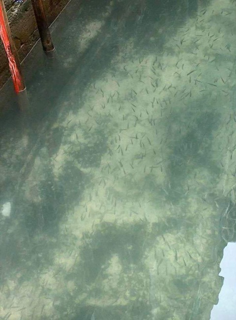 Nước kênh trong vắt, không khí sạch hơn ở Venice sau lệnh phong toả vì COVID-19 - Ảnh 1. Nước kênh trong vắt, không khí sạch hơn ở Venice sau lệnh phong toả vì COVID-19 - Ảnh 1.