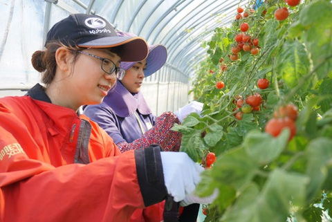 Nhật Bản thiếu 1.000 thực tập sinh nước ngoài trong ngành nông nghiệp - Ảnh 1. Nhật Bản thiếu 1.000 thực tập sinh nước ngoài trong ngành nông nghiệp - Ảnh 1.