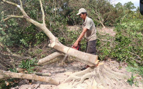 Miền Tây bớt mặn, cần tranh thủ tích nước - Ảnh 1. Miền Tây bớt mặn, cần tranh thủ tích nước - Ảnh 1.