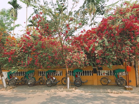 Hoa giấy nở rực rỡ Hội An trong những ngày corona - Ảnh 4. Hoa giấy nở rực rỡ Hội An trong những ngày corona - Ảnh 4.