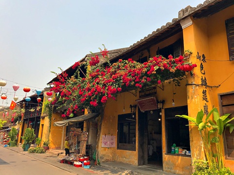 Hoa giấy nở rực rỡ Hội An trong những ngày corona - Ảnh 3. Hoa giấy nở rực rỡ Hội An trong những ngày corona - Ảnh 3.