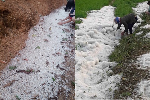 Mưa đá dày đặc, phủ trắng bờ ruộng lúa tại Điện Biên - Ảnh 4. Mưa đá dày đặc, phủ trắng bờ ruộng lúa tại Điện Biên - Ảnh 4.