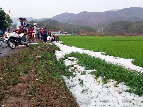 Mưa đá dày đặc, phủ trắng bờ ruộng lúa tại Điện Biên - Ảnh 2. Mưa đá dày đặc, phủ trắng bờ ruộng lúa tại Điện Biên - Ảnh 2.