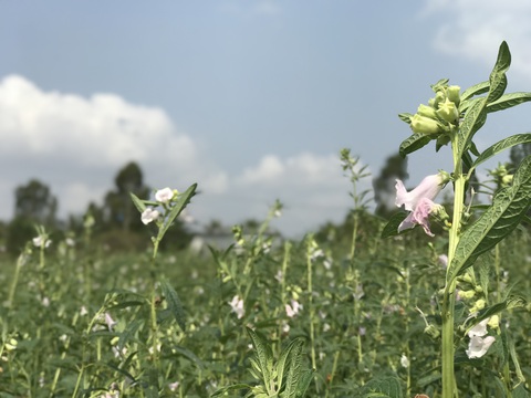 Hồng Ngự bác thông tin mè chết do nắng nóng - Ảnh 2. Hồng Ngự bác thông tin mè chết do nắng nóng - Ảnh 2.