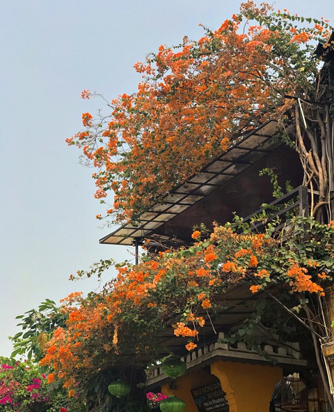 Hoa giấy nở rực rỡ Hội An trong những ngày corona - Ảnh 10. Hoa giấy nở rực rỡ Hội An trong những ngày corona - Ảnh 10.