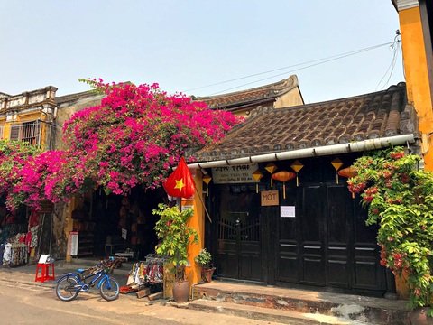 Hoa giấy nở rực rỡ Hội An trong những ngày corona - Ảnh 1. Hoa giấy nở rực rỡ Hội An trong những ngày corona - Ảnh 1.