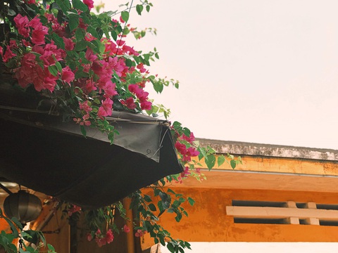 Hoa giấy nở rực rỡ Hội An trong những ngày corona - Ảnh 8. Hoa giấy nở rực rỡ Hội An trong những ngày corona - Ảnh 8.