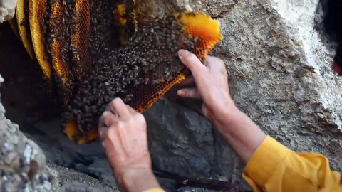 Honeyland - Phim tài liệu kỳ tích chưa từng có trong lịch sử Oscar - Ảnh 5. Honeyland - Phim tài liệu kỳ tích chưa từng có trong lịch sử Oscar - Ảnh 5.