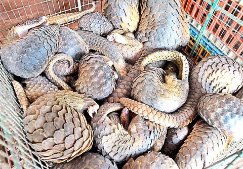 Những động vật hoang dã mang virus gây đại dịch - Ảnh 2. Những động vật hoang dã mang virus gây đại dịch - Ảnh 2.