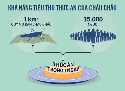 Châu chấu sa mạc có thể vào Việt Nam tháng 6: phải phòng ngừa từ xa - Ảnh 2. Châu chấu sa mạc có thể vào Việt Nam tháng 6: phải phòng ngừa từ xa - Ảnh 2.