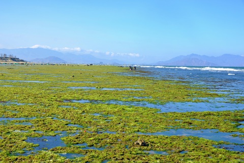 Chiêm ngưỡng bãi rêu xanh tuyệt đẹp ở Ninh Thuận - Ảnh 2. Chiêm ngưỡng bãi rêu xanh tuyệt đẹp ở Ninh Thuận - Ảnh 2.