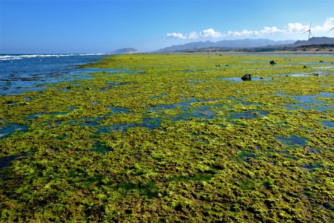 Chiêm ngưỡng bãi rêu xanh tuyệt đẹp ở Ninh Thuận - Ảnh 1. Chiêm ngưỡng bãi rêu xanh tuyệt đẹp ở Ninh Thuận - Ảnh 1.