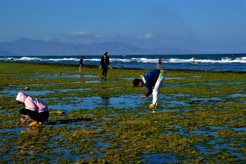 Chiêm ngưỡng bãi rêu xanh tuyệt đẹp ở Ninh Thuận - Ảnh 8. Chiêm ngưỡng bãi rêu xanh tuyệt đẹp ở Ninh Thuận - Ảnh 8.