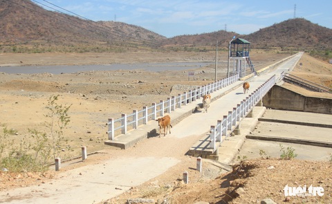 Gia súc ở Ninh Thuận bị đe dọa do thiếu nước trong nắng hạn kéo dài - Ảnh 1. Gia súc ở Ninh Thuận bị đe dọa do thiếu nước trong nắng hạn kéo dài - Ảnh 1.