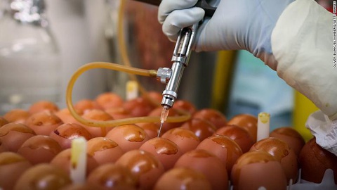 Hàng triệu con gà giúp chế văcxin cúm tại Mỹ không có tác dụng với corona - Ảnh 1. Hàng triệu con gà giúp chế văcxin cúm tại Mỹ không có tác dụng với corona - Ảnh 1.