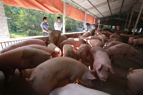 Thủ tướng yêu cầu đưa giá heo hơi về mức 60.000 đồng/kg trong tháng 4 - Ảnh 1. Thủ tướng yêu cầu đưa giá heo hơi về mức 60.000 đồng/kg trong tháng 4 - Ảnh 1.